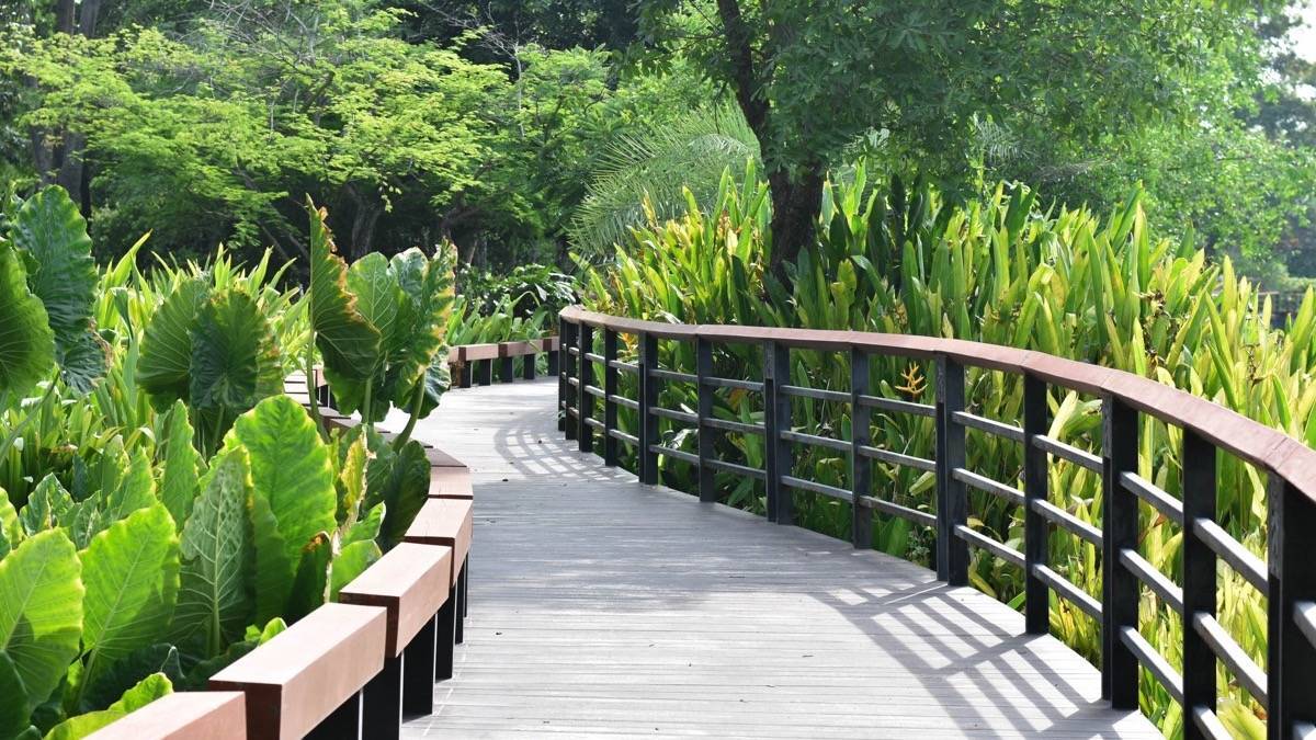 Plank walkway through green foliage